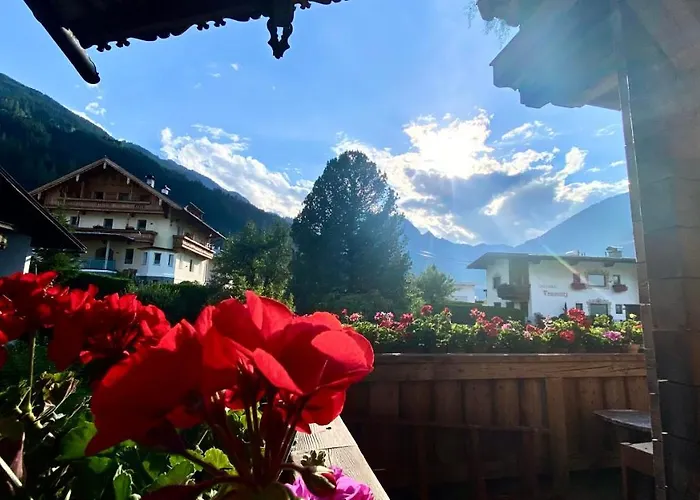 Maple